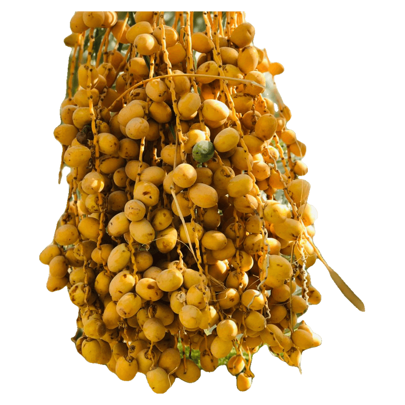 Fresh Dates (Rutab)